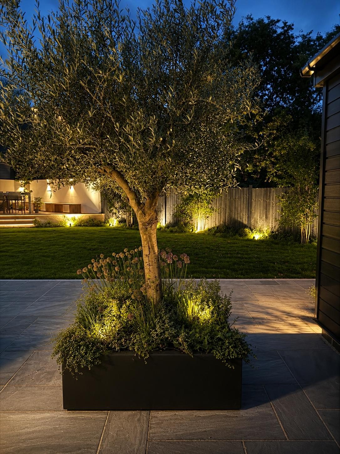 Olive tree in a planter lit at dusk, with lawn and garden lighting beyond